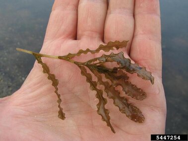 An individual holding a curly-leaf pondweed stem with leaves attached.