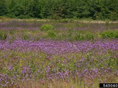 Meadow full of Canada thistle plants with many purple flower heads with a cedar tree line in the distance.