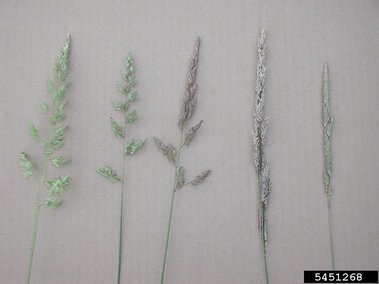 Different seedhead variations of reed canary grass.