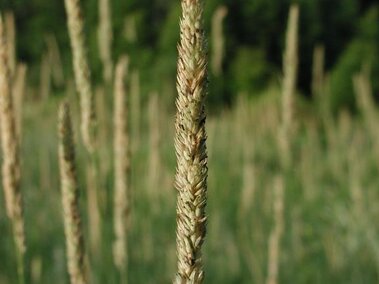 A closeup of the slender, densely clustered flowering seedhead on reed canary grass.