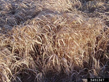 Dormant reed canary grass becomes beige and dry when it is not in bloom.