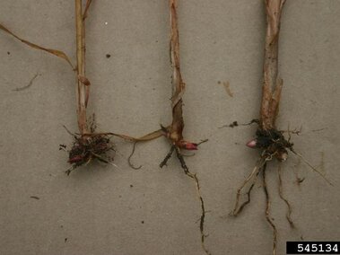 The rhizome buds at the roots of reed canary grass. 
