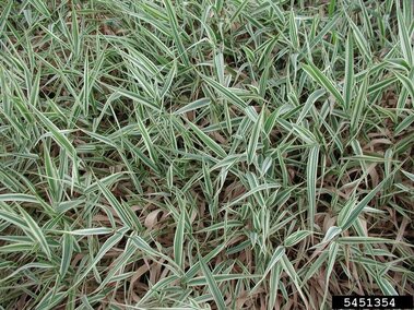 A closeup of the flat, light green leaves on reed canary grass with white margins.