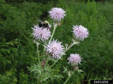 The dullish purple flowerheads of Canada thistle with a bumblebee on one of them.
