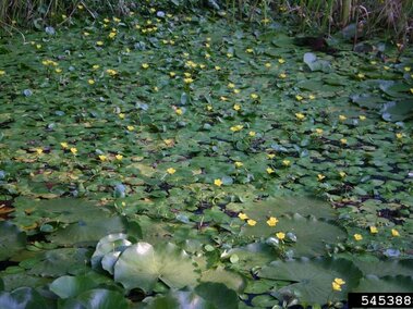 An infestation of yellow floating heart covering a body of water.