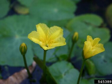 Two blooming flowers and unopened buds on a yellow floating heart plant.