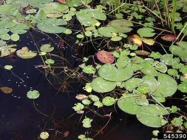 A field of yellow floating heart floating on top of a waterbody.