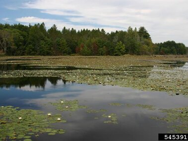A field of yellow floating heart seen emerging on a body of water.