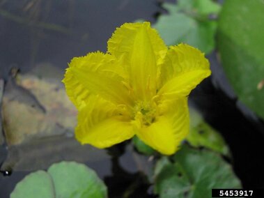 A closeup of a yellow floating heart flower.