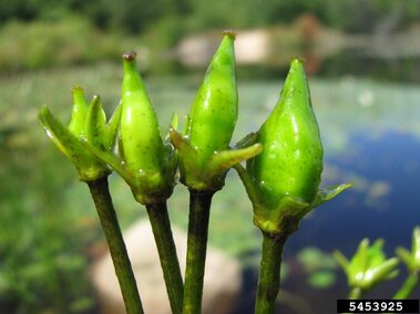 A closeup of four closed green buds on a yellow floating heart plant.