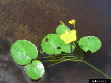 A closeup of a yellow floating heart flower, leaves, and stems emerging from a water body.