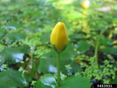 A closeup of an unopened yellow floating heart flower emerging straight up from a body of water.