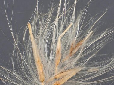 A closeup of the long, slender beige seeds of the Eurasian common reed with white hairs on the seeds. 