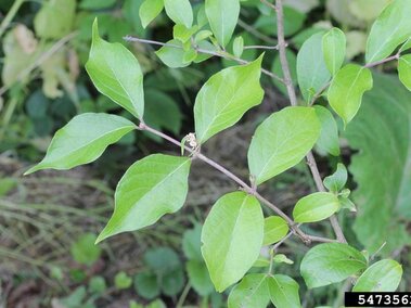 A closeup of the stem and leaves of amur honeysuckle