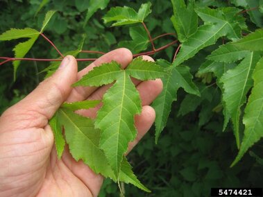 Amur maple