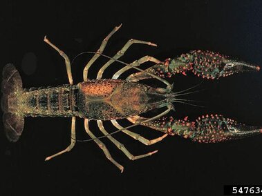 An aerial view of a red swamp crayfish with a black background