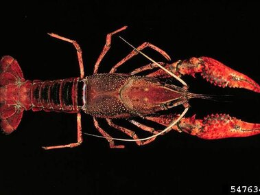 An aerial view of a red swamp crayfish with a black background