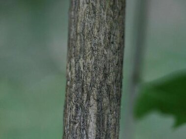 A closeup of the pale brown bark of an amur honeysuckle bush's stem