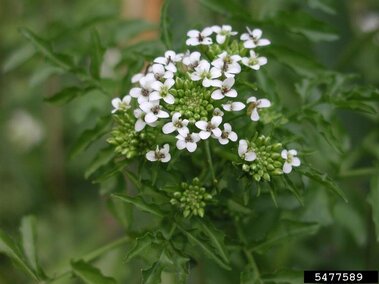 A closeup of a common watercress seedhead with small white flowers in bloom and its surrounding green foliage.