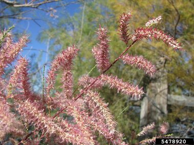 Small, 5-petaled pink flowers in bloom on a saltcedar plant. 