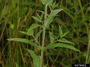 A closeup of the leaves and stems on a purple loosestrife plant.