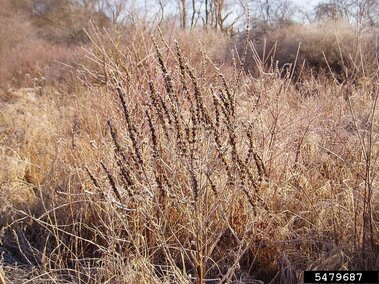 A dormant purple loosestrife plant. 