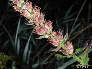 A closeup of purple loosestrife flower buds.