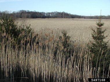 A dense patch of dormant Eurasian common reed.