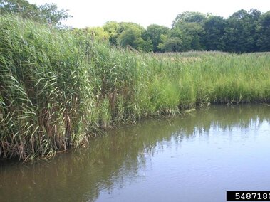 A dense patch of Eurasian common reed along a body of water.