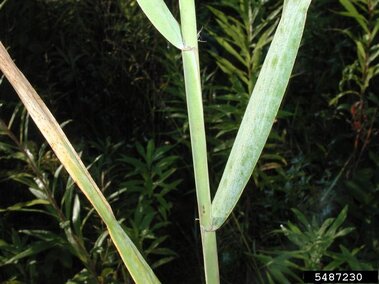 A closeup of the wide, flat leaves connected to the stems of the Eurasian common reed.