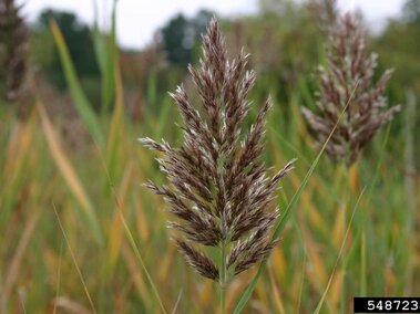 A closeup of the dense, fluffy, grayish-purple flowerheads on two Eurasian common reed plants.