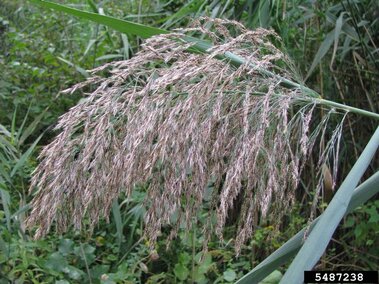A closeup of the dense, fluffy, beige, nodding seedhead on a Eurasian common reed plants as it nears the end of flowering season..