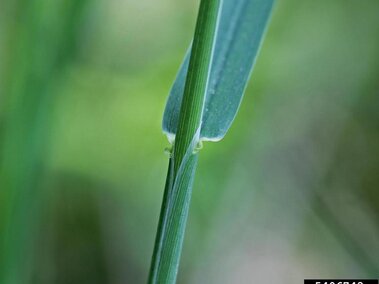 A closeup of the leaf sheath on reed canary grass. The absence of auricles (where the leaf meets the stem) is characteristic of this grass.