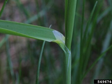 A closeup of the very transparent membrane on reed canary grass where the leaf blade attaches to the stem, which is called a ligule.