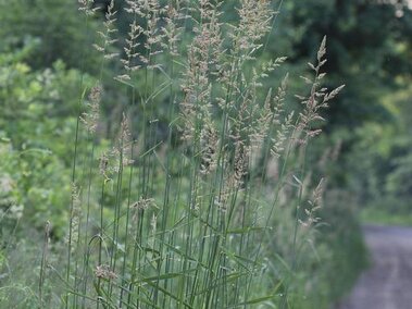A closeup on the beige seedheads at the top of reed canary grass.