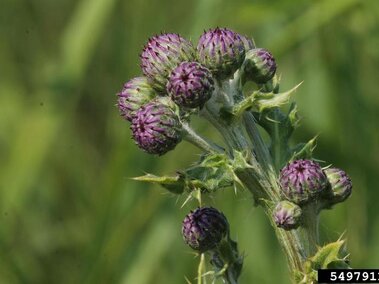 The flower buds of a Canada thistle plant.