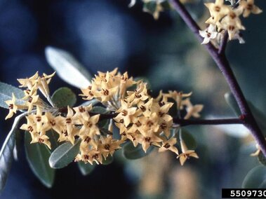 A closeup of an autumn olive branch with its yellow flowers in bloom