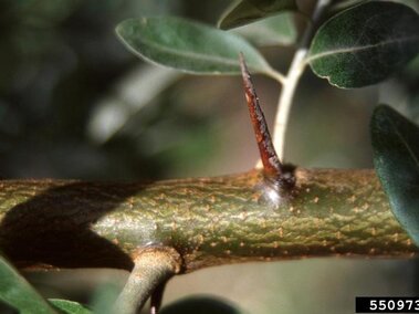 An autumn olive branch with a thorn on it