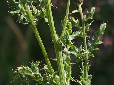 A Canada thistle plant. Its bright purple flower head and spiny leaves are visible.
