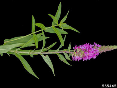 A closeup of an entire purple loosestrife plant.