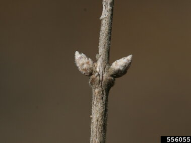 A closeup of two buds with white fuzz on them growing on the pale brown stem of an amur honeysuckle bush