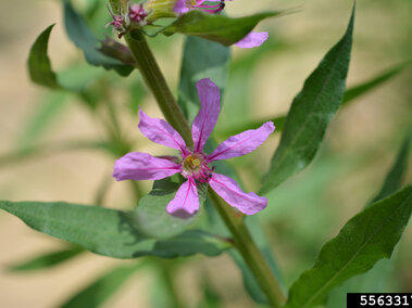 A closeup of a purple loosestrife flower with six light pink petals.