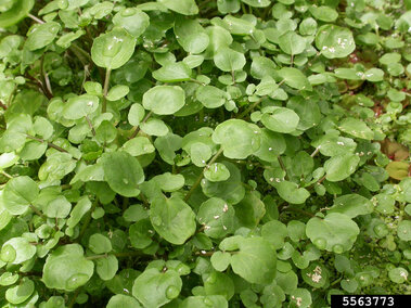 Common watercress foliage.