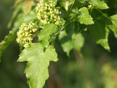Amur maple