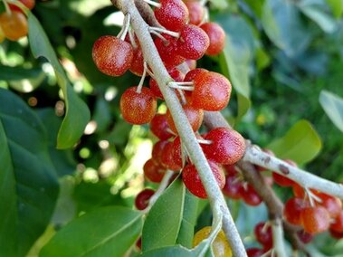 A closeup of an autumn olive branch with its red berries