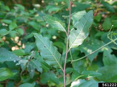 A closeup of the surface of autumn olive leaves on its reddish brown stems