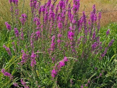 A cluster of blooming purple loosestrife plants in a field.