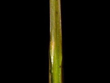 A closeup of a flowering rush plant's leaf sheath.