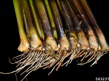 A closeup of a flowering rush plants' rhizomes and stolons.