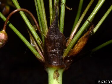 A closeup of the floral bract of a flowering rush plant.